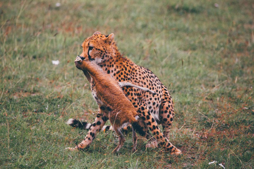 Cheetah Kill