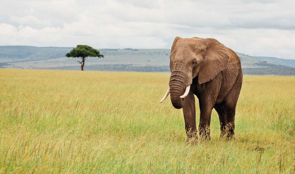Masai Elephant
