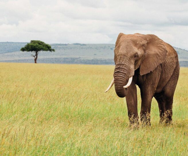 Masai Elephant