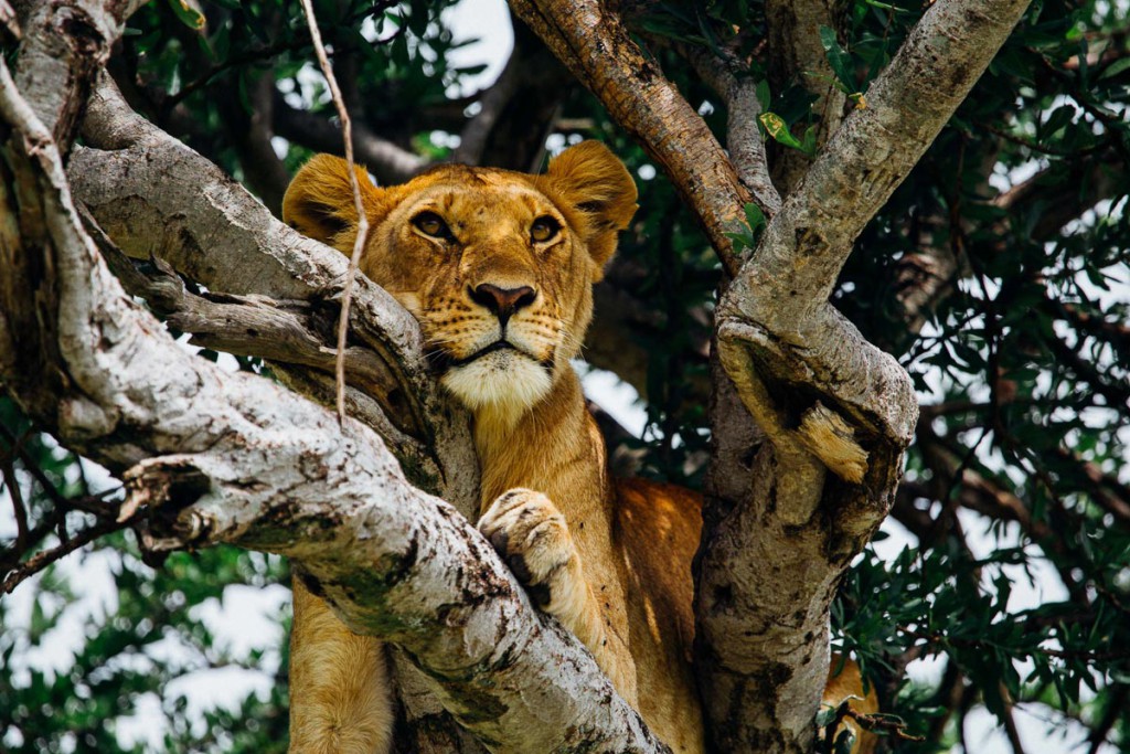 Lion In Tree