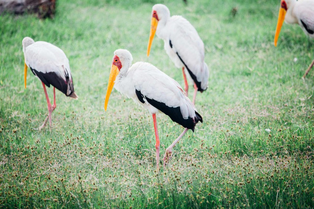 Naivasha Pelican