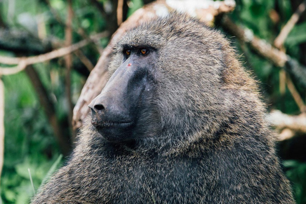 Baboon